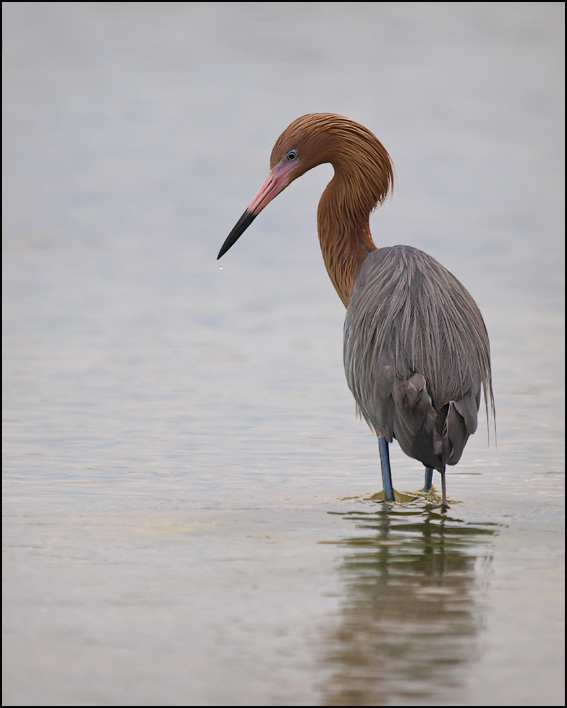Reddish Egret 3