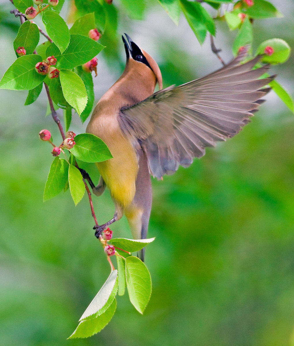 Another Cedar waxwing
