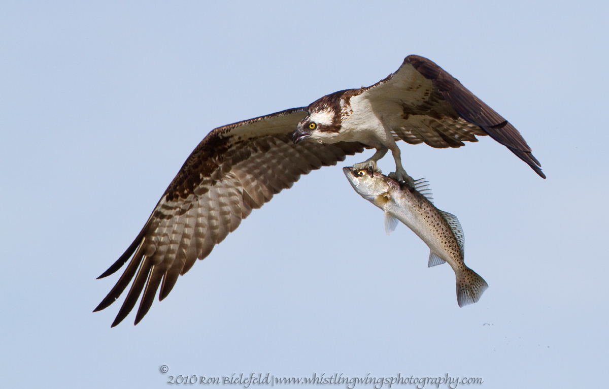 Osprey with dangling ST