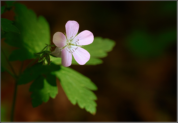 Wild geranium