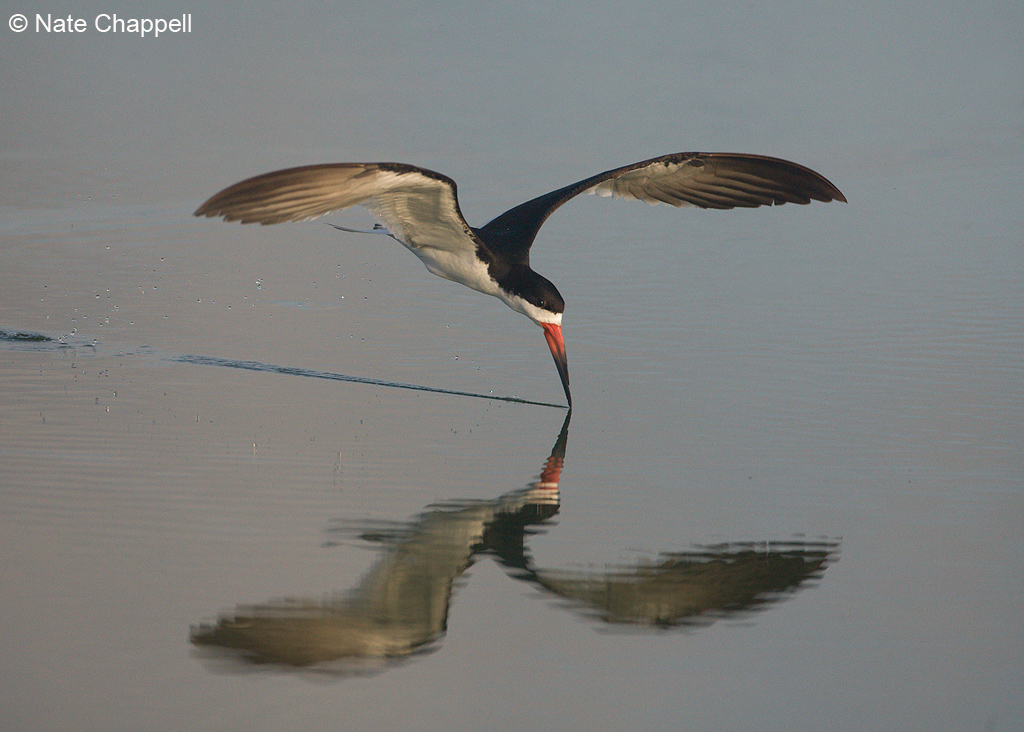 Black Skimmer