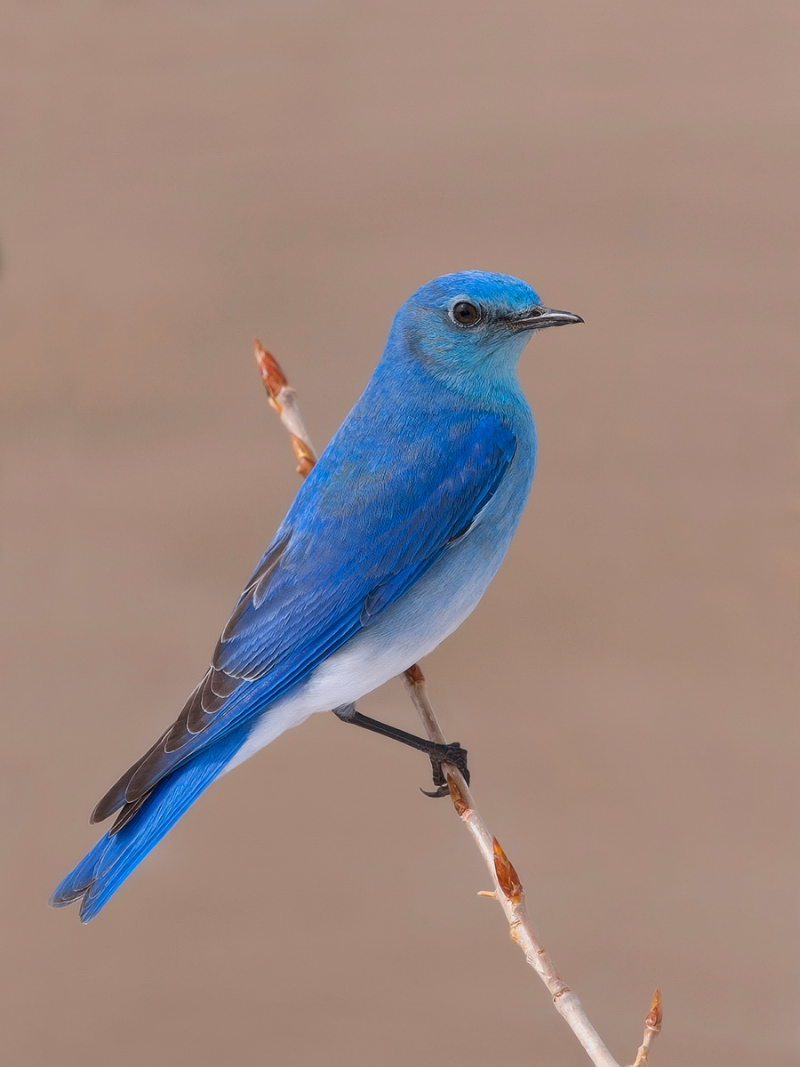 Mountain Bluebird Six