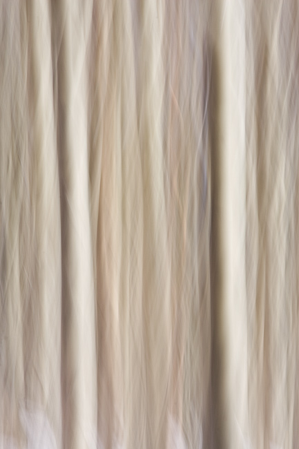 Aspens