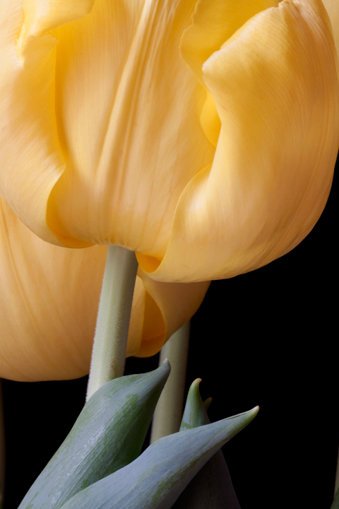 Graceful pair