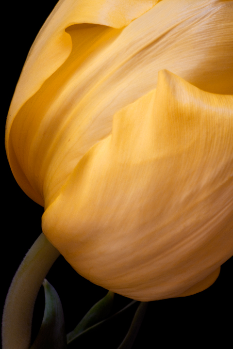 The Color Yellow...