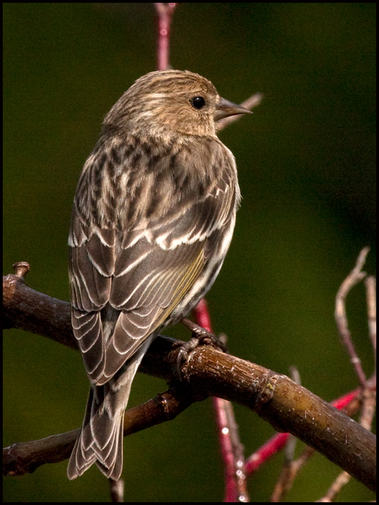 Pine Siskin