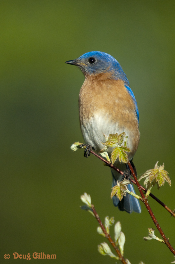 Eastern Bluebird