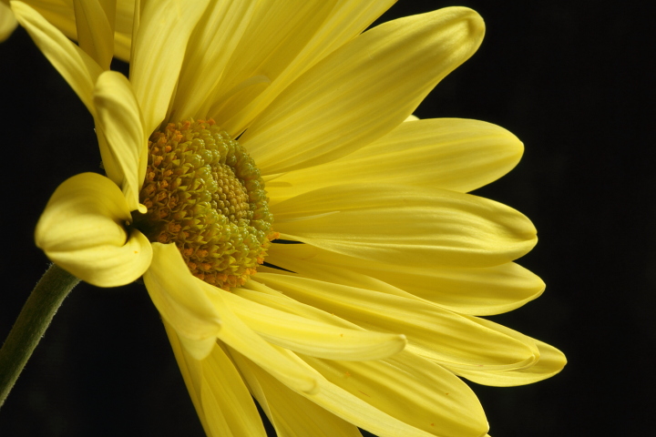  Yellow Daisy