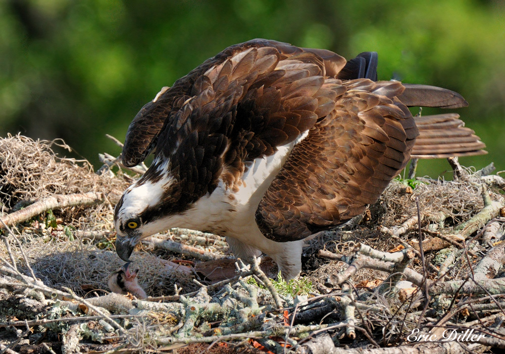 Osprey and her Chick!