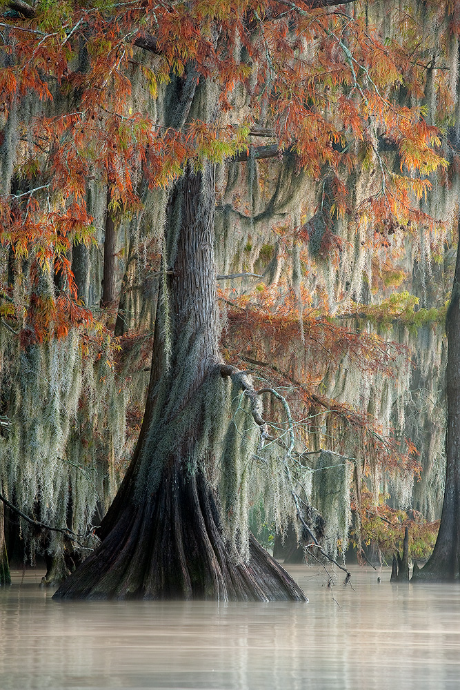 Cypress in Fall