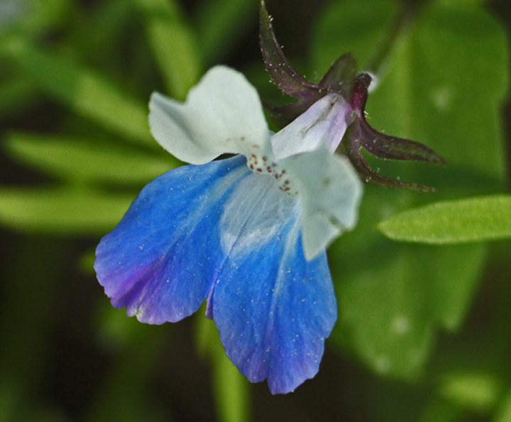 Blue eyed Mary