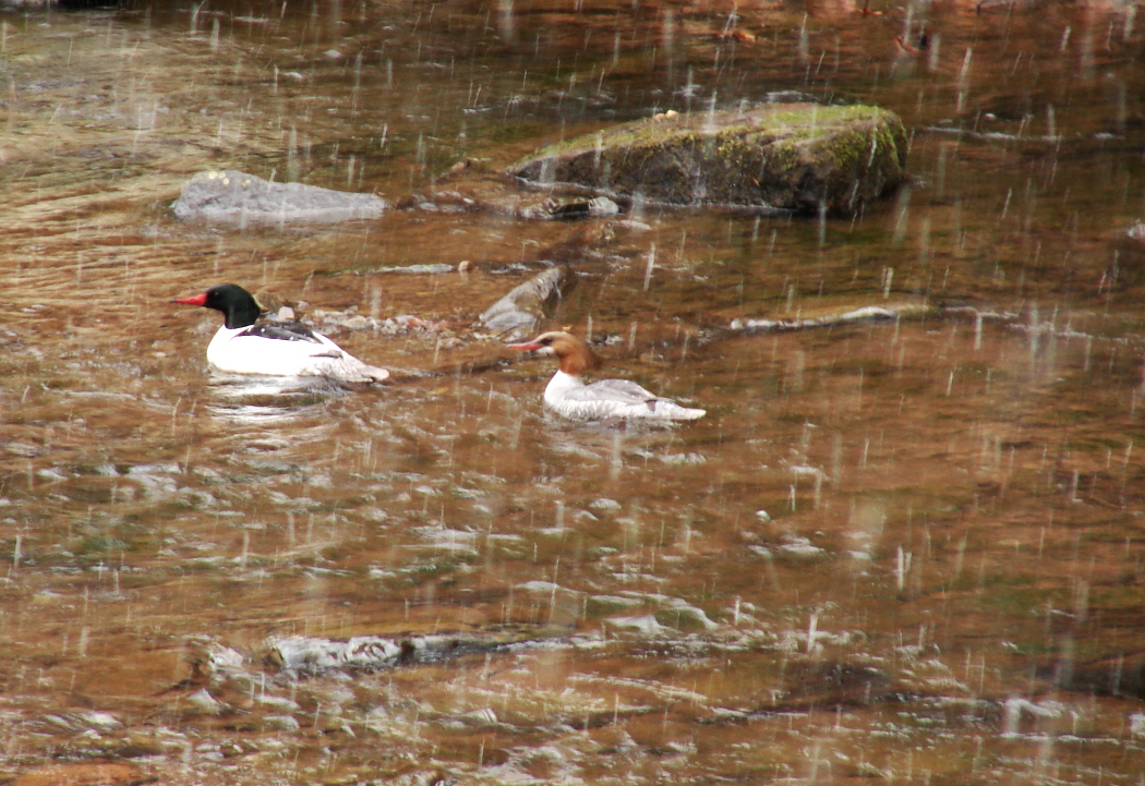 Duck Soup 1