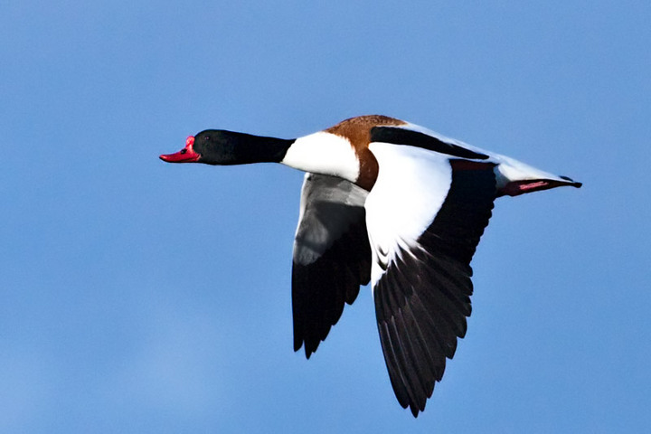 Common Shelduck
