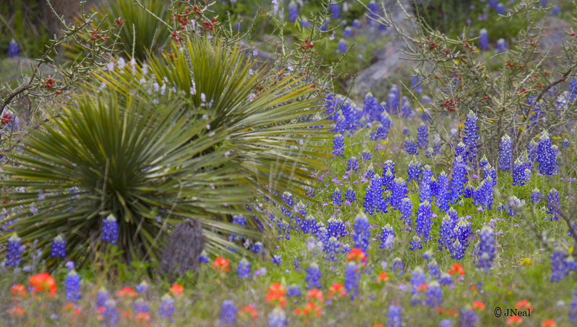 Texas Colors