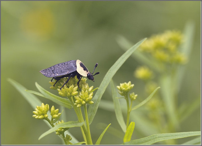 American carrion beetle