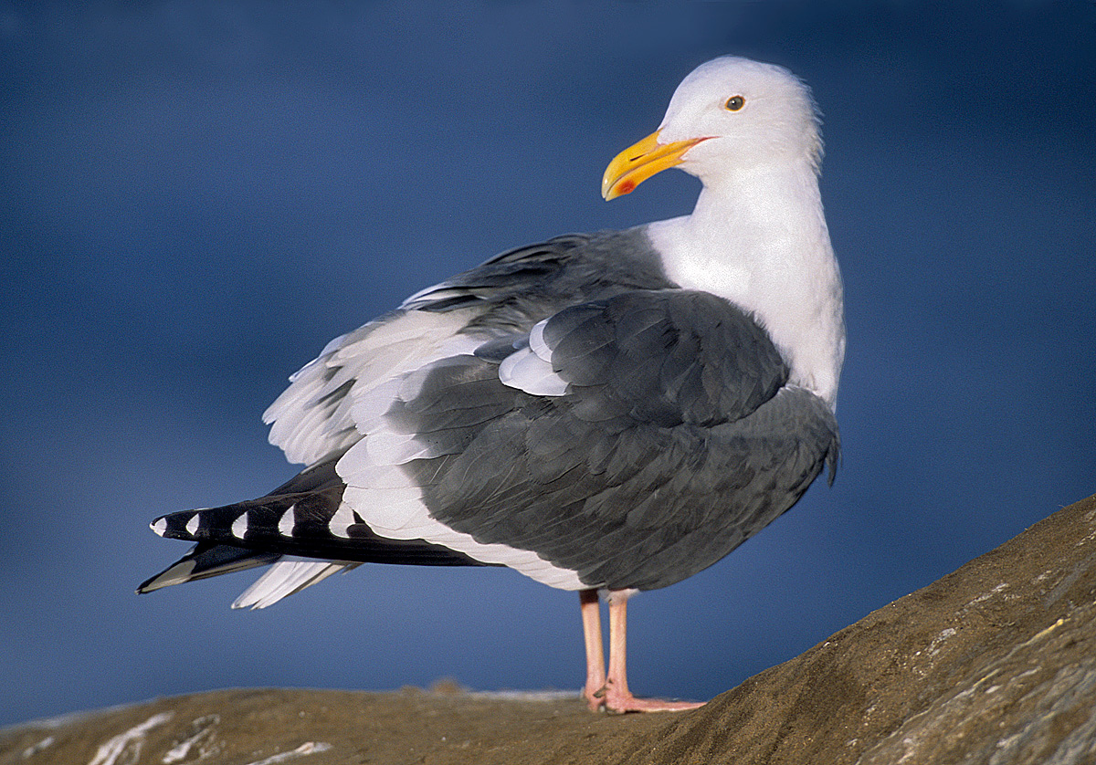 Western Gull