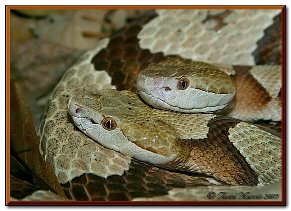 Copperheads