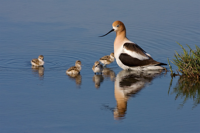 Avocets