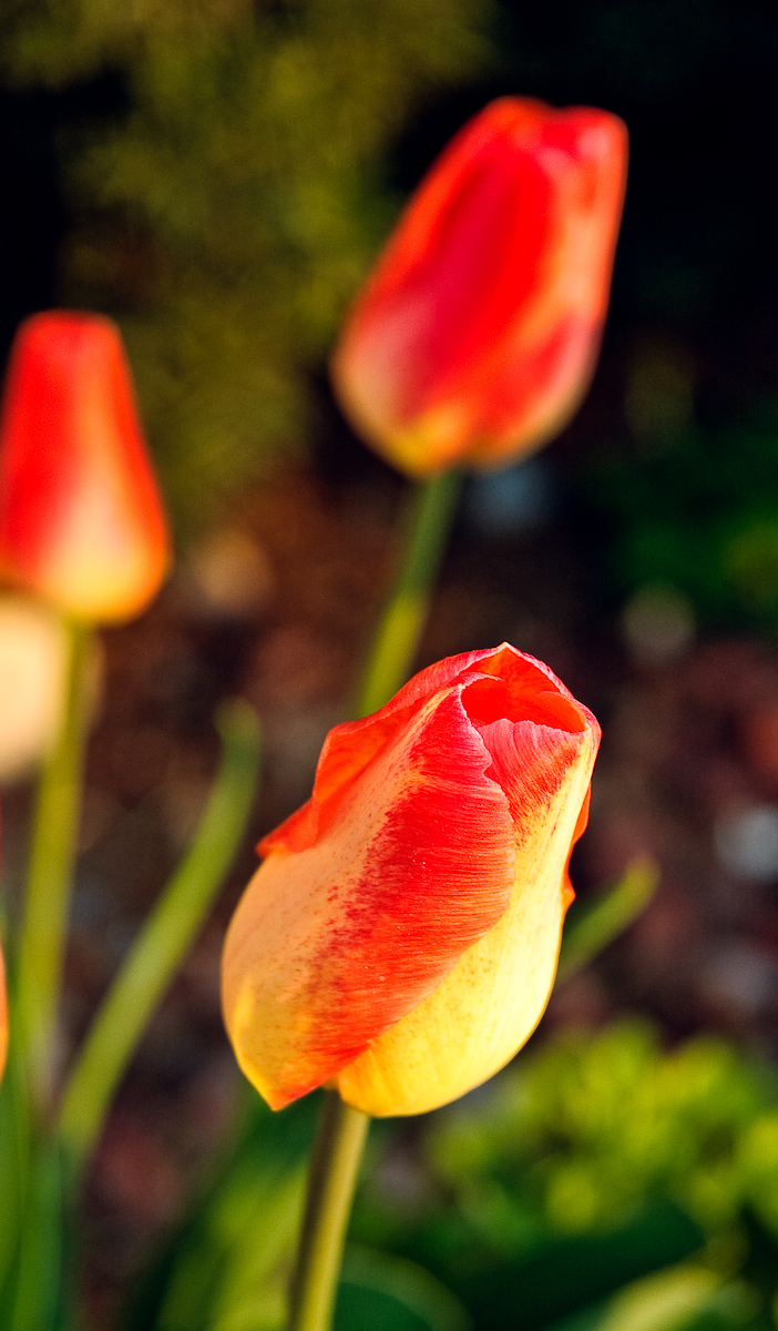 Tulips in the Morning