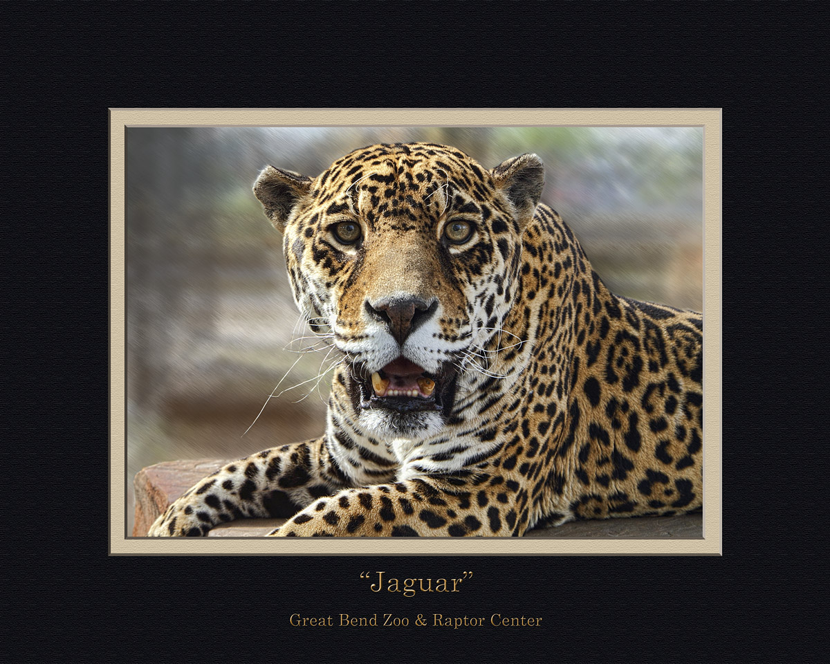 Jaguar with repost