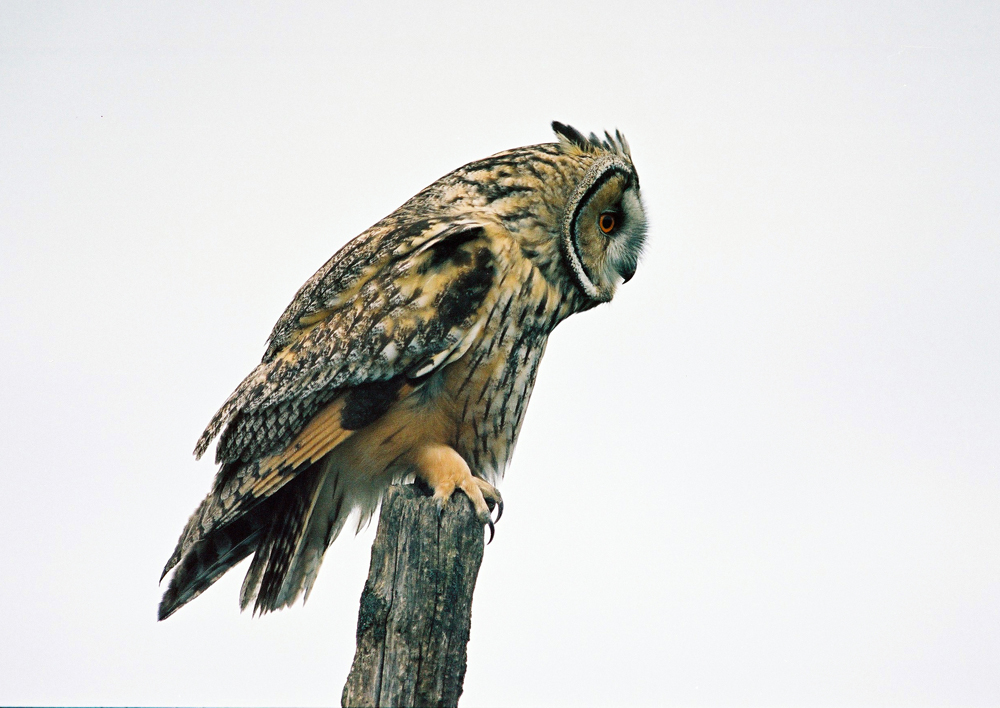 Long eared owl on a hunt