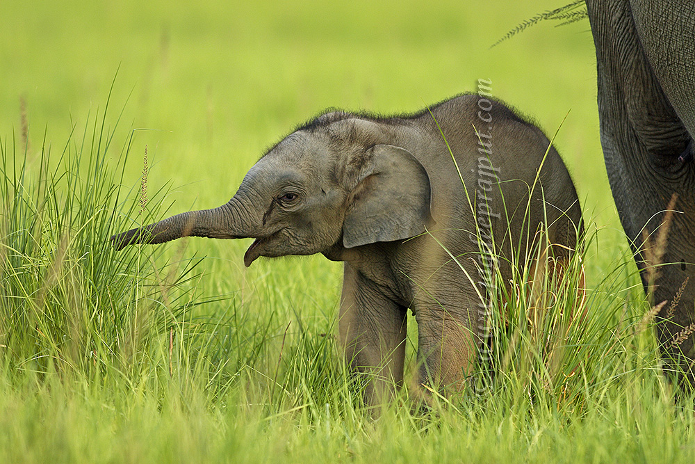 Baby Elephant