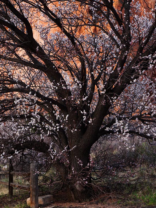 Garden Plum #1