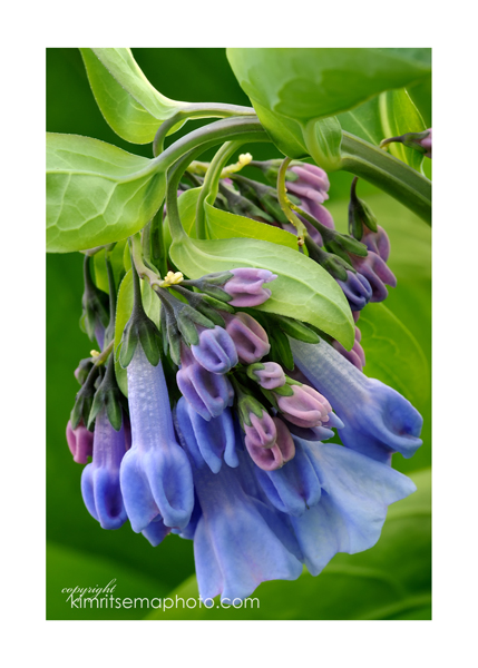 Bluebells