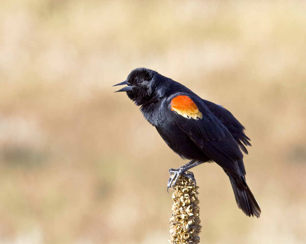 Redwing Blackbird