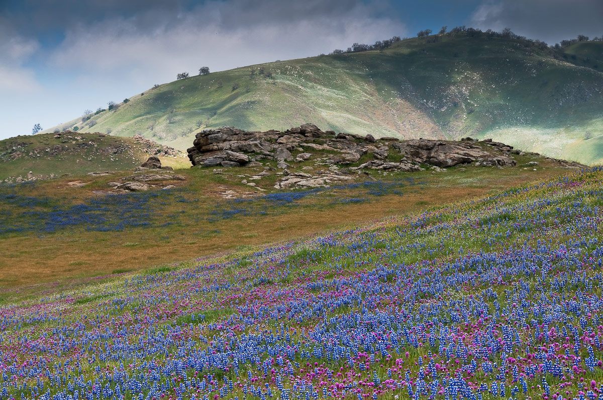 California Wildflowers