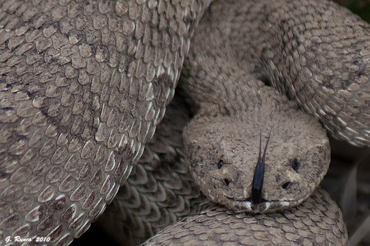 Colorado Rattler