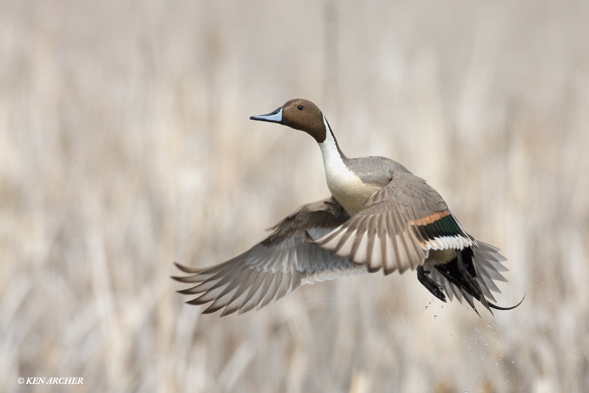 Pintail Drake