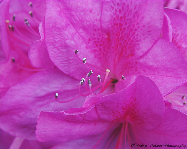 tickled pink