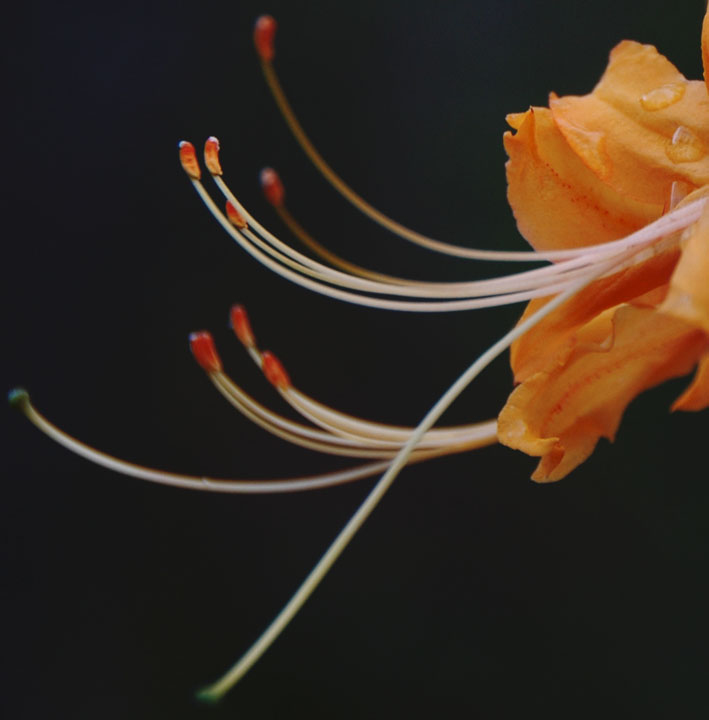 Springtime Azalea