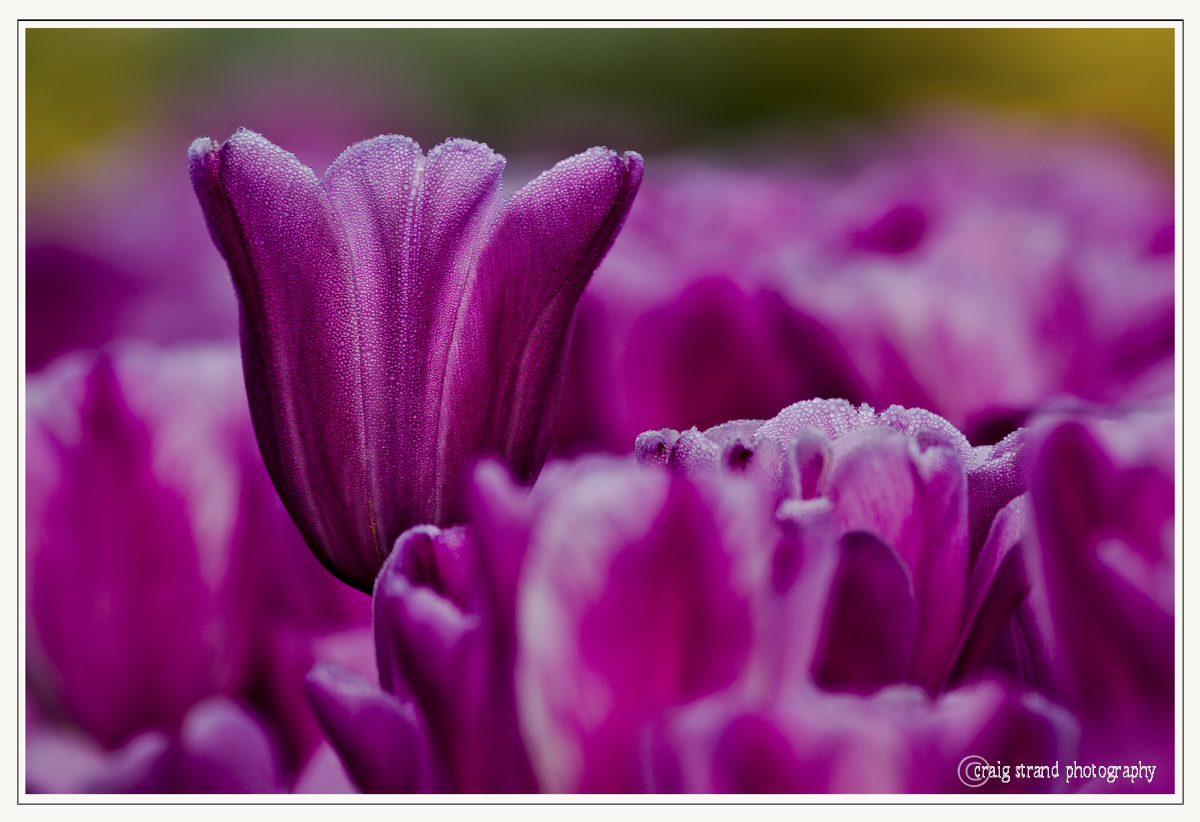 Tulip Cram