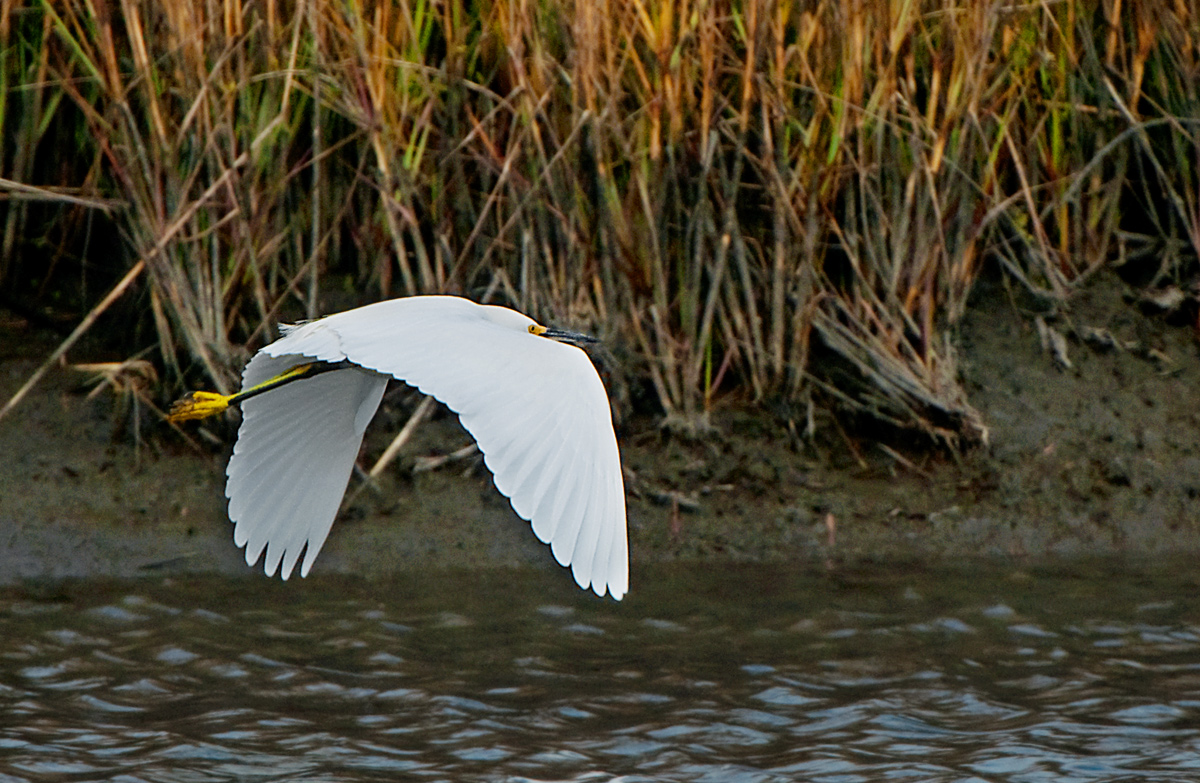 Great White Egret