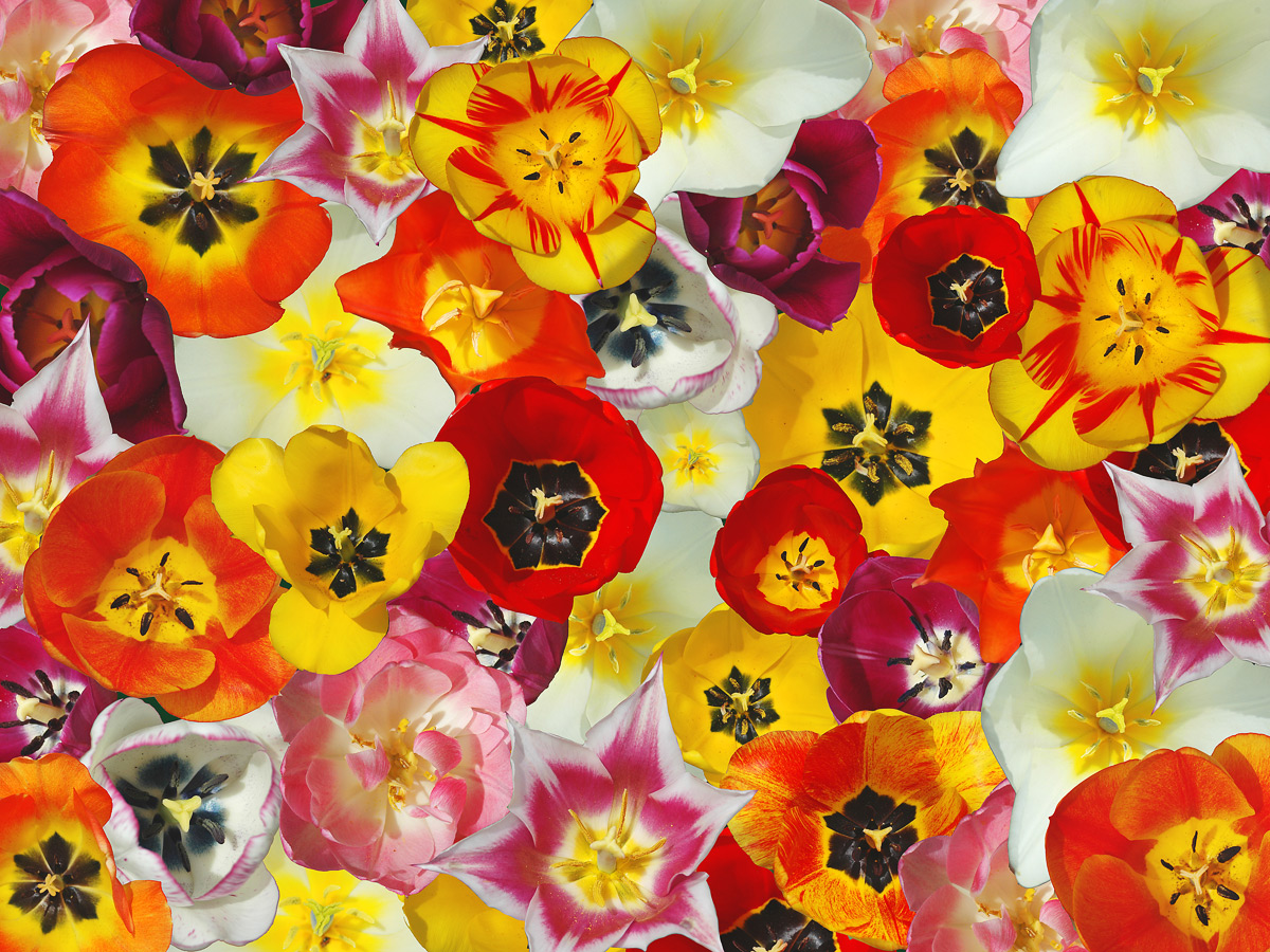 Tulip Collage