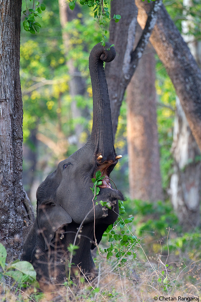 Elephant feeding