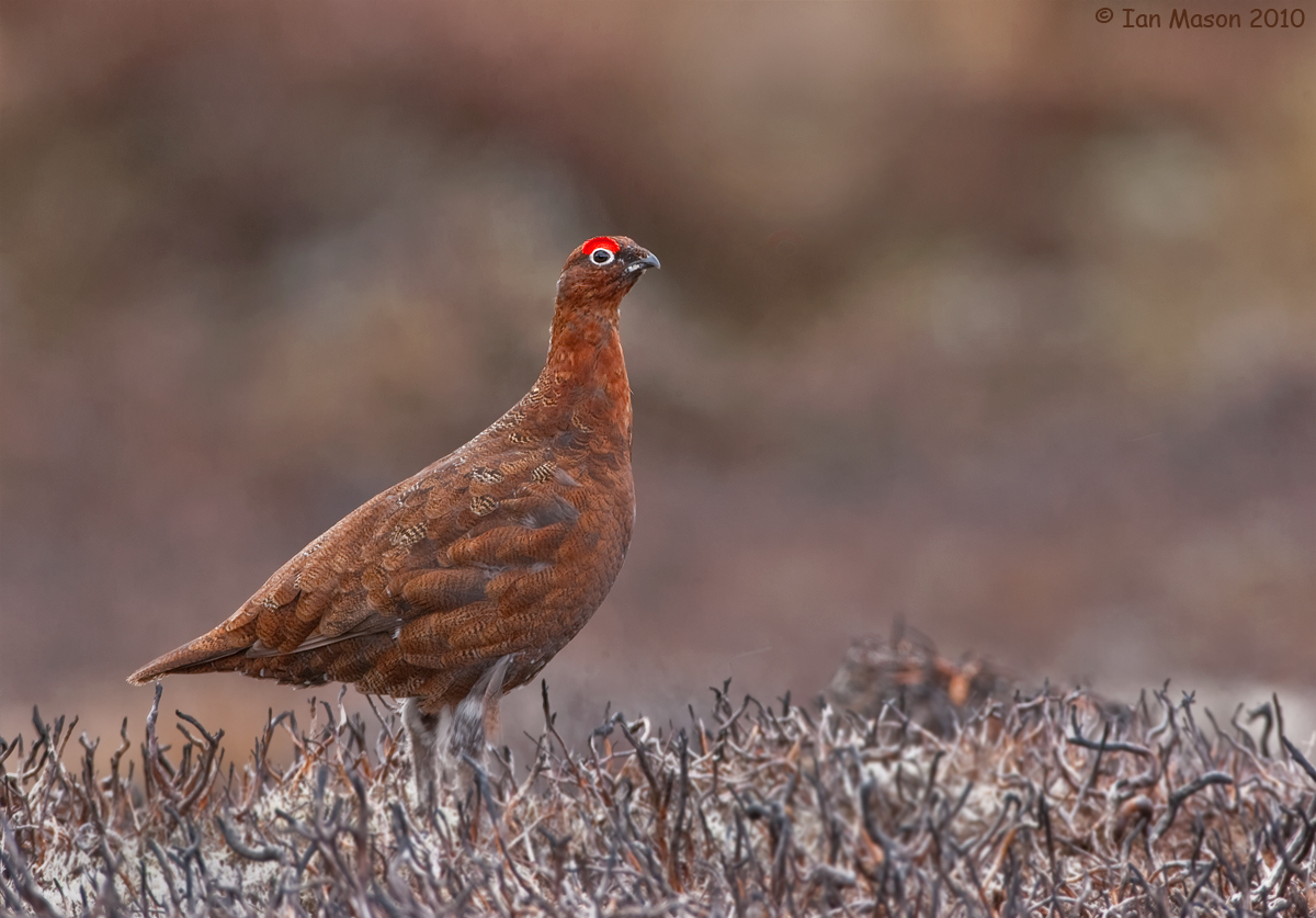 Red Grouse