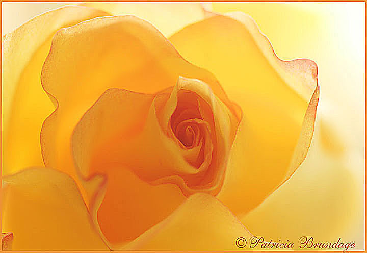 Yellow Rose