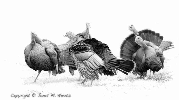 Angry Gobblers