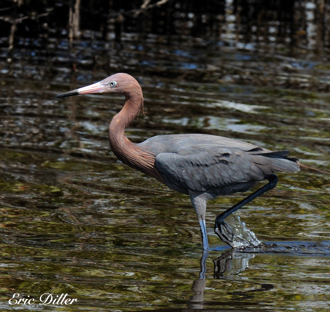 Reddish Egret