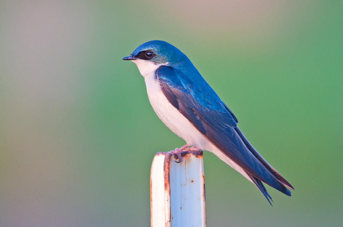 Tree Swallow