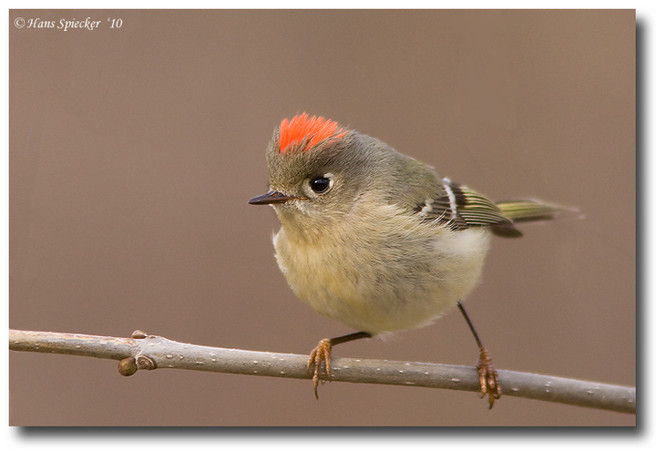 Kinglet #2
