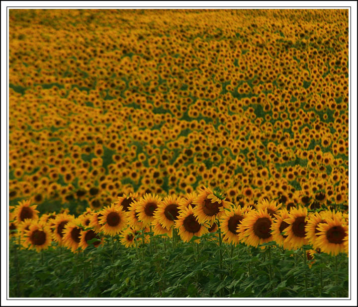 Sunflower Fields Forever