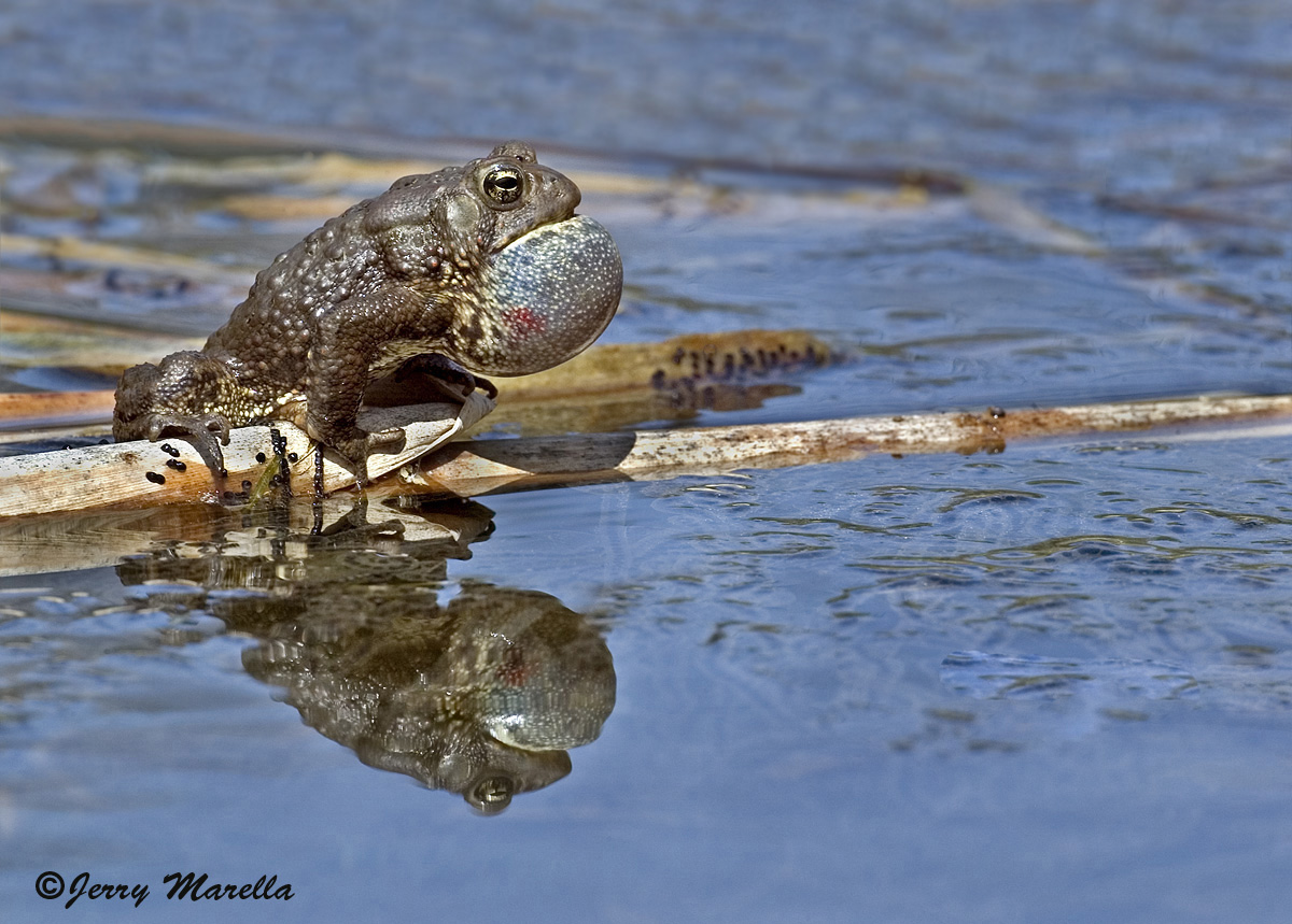 American Toad #3