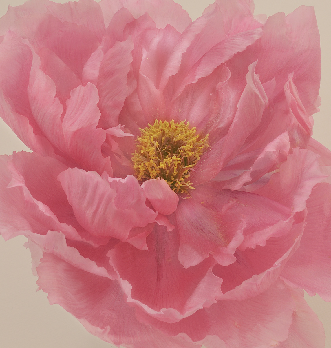 Tree Peony