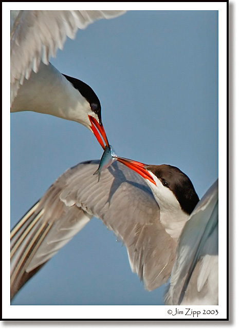Common Terns