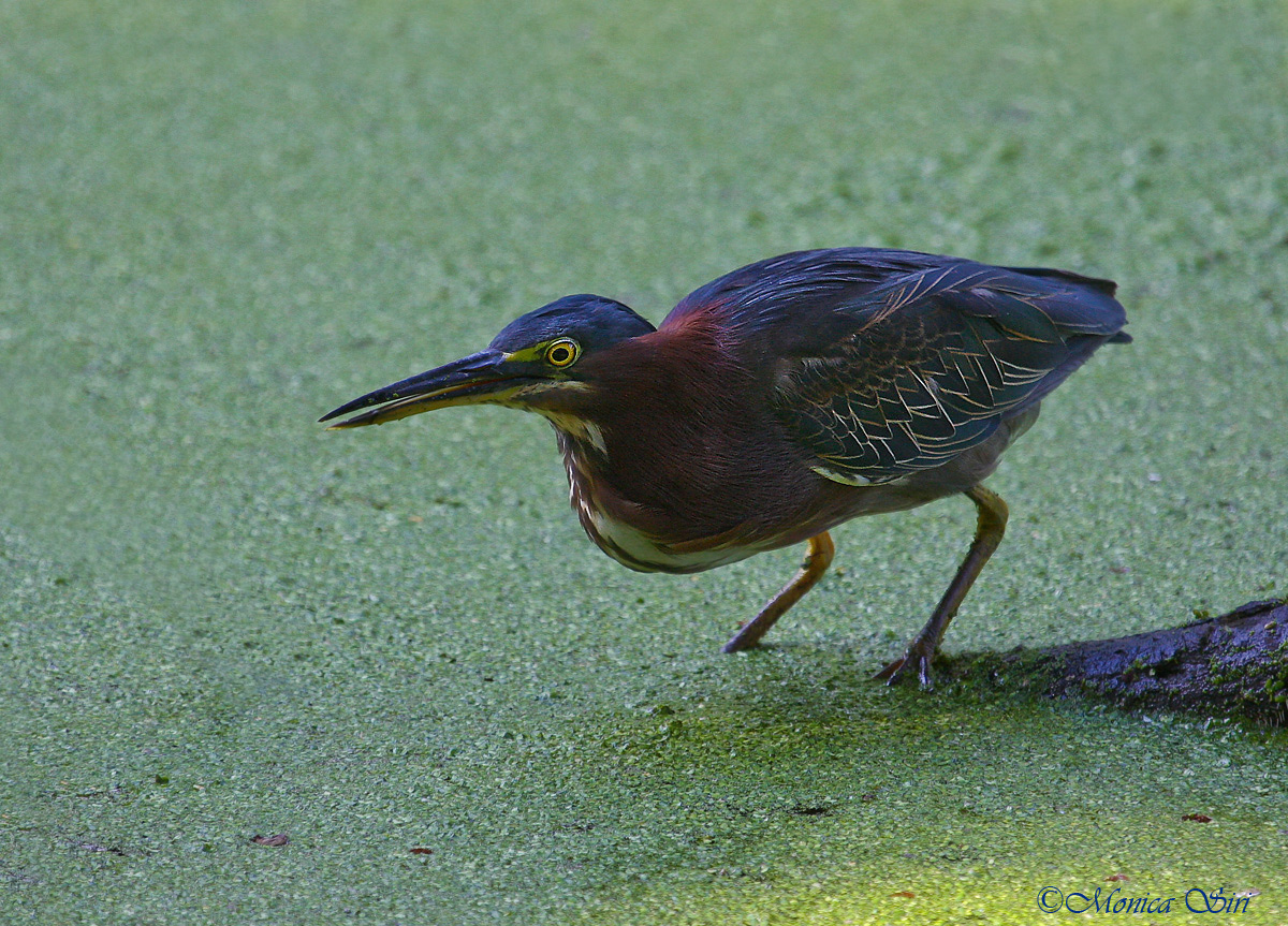 Green Heron