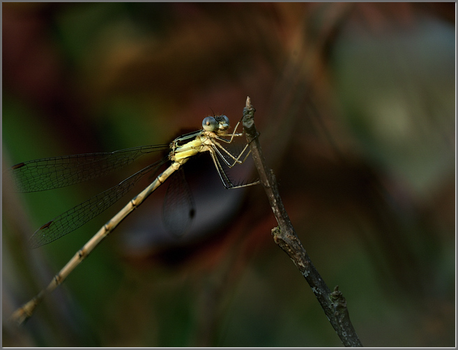 Damselfly